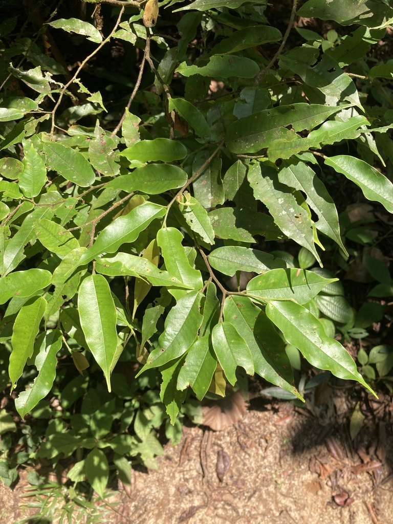 Doona trapezifolia