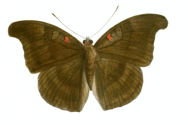 Redspot Duke