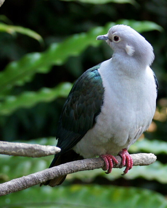 Green Imperial Pigeon