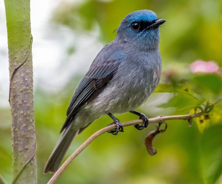 ශ්රී ලංකා නිලන-මැසිමාරා
