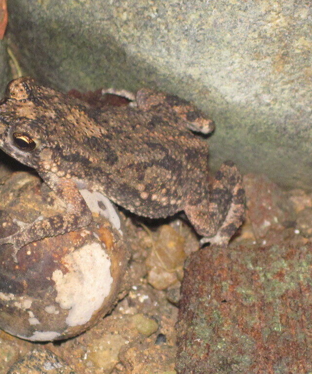 Noellert’s Toad
