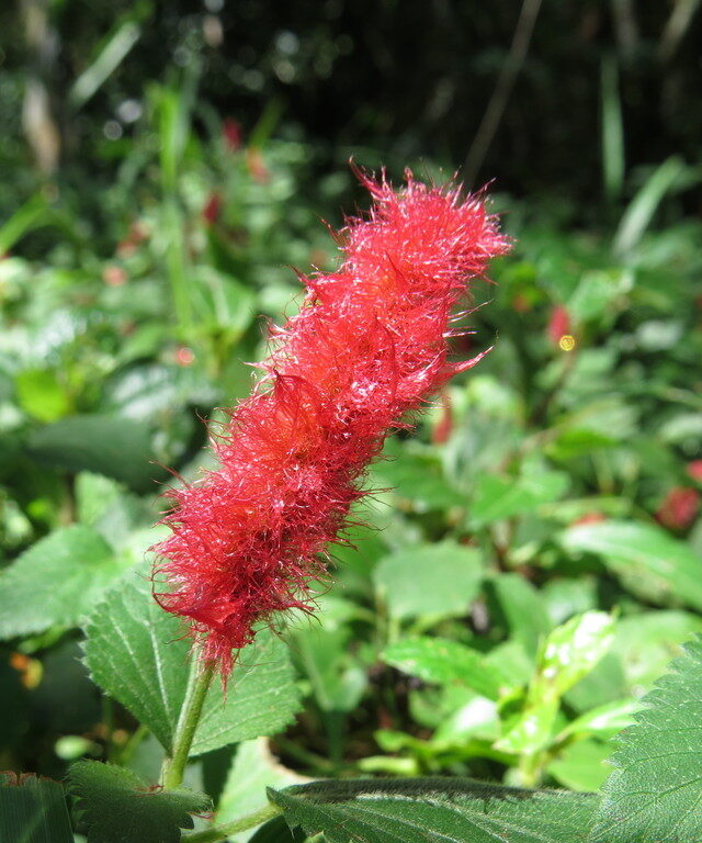 Dwarf Chenille Plant