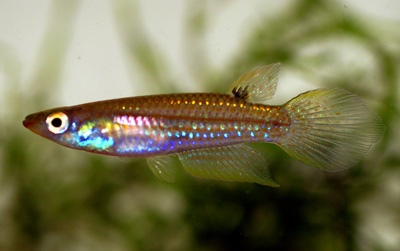 Dwarf Panchax