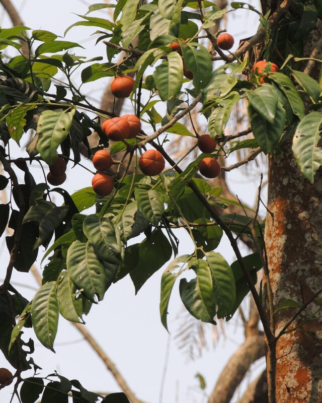 Dysoxylum gotadhora