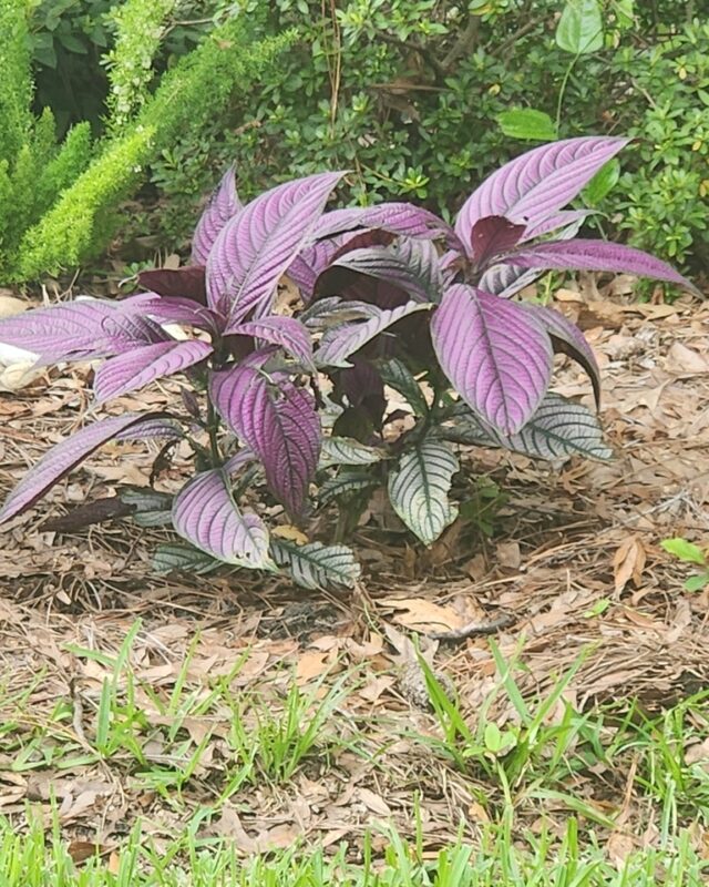 Eared Leaf Coneflower