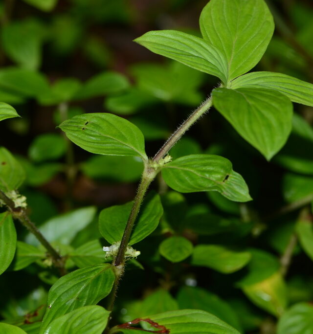 Eared Starviolet