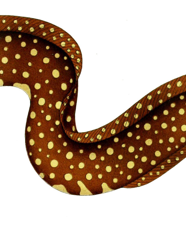 New Guinea Moray