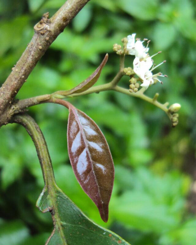 Ehretia aspera