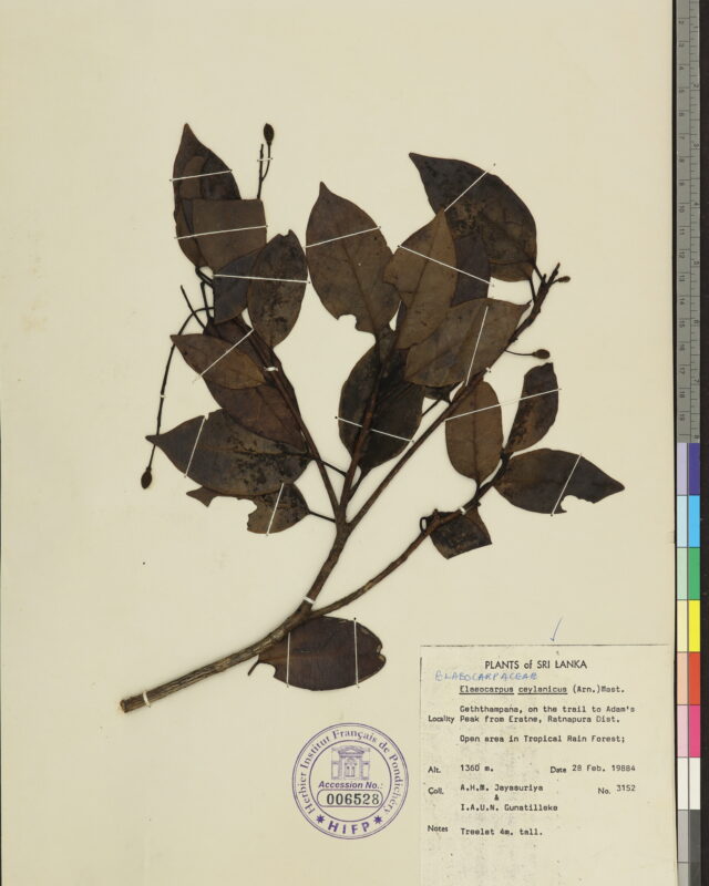 Elaeocarpus ceylanicus