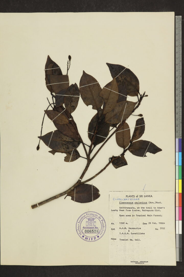Elaeocarpus ceylanicus