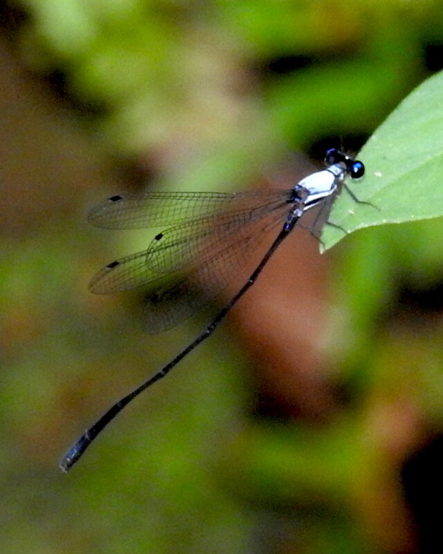 Jungle Threadtail