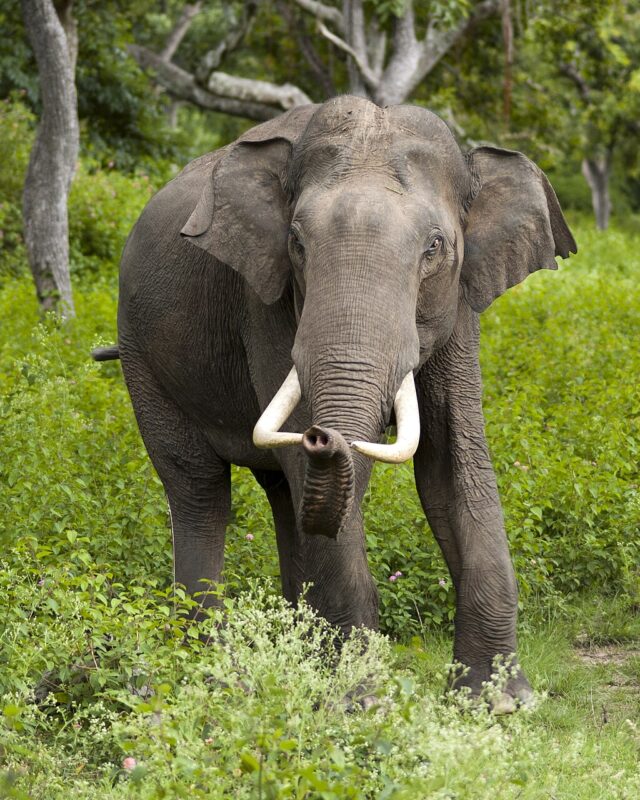 ஆசிய யானை