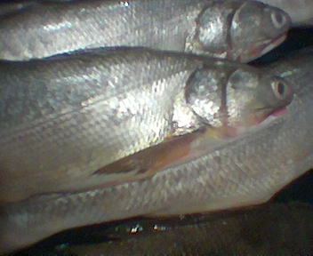 Indo-Pacific Tenpounder