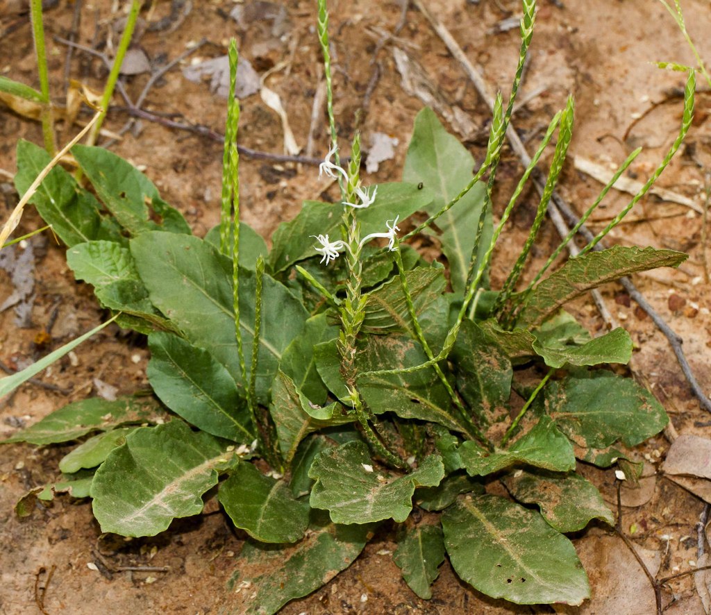 Elytraria acaulis