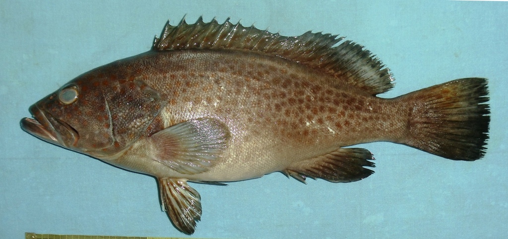 Duskytail Grouper