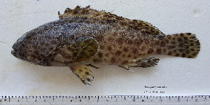 Barred-Chest Grouper