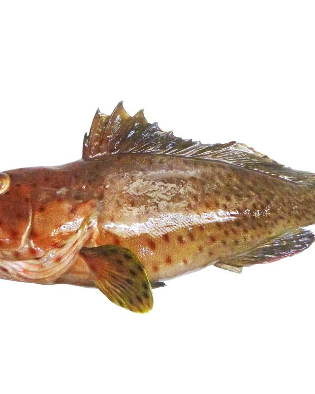 Longspine Grouper