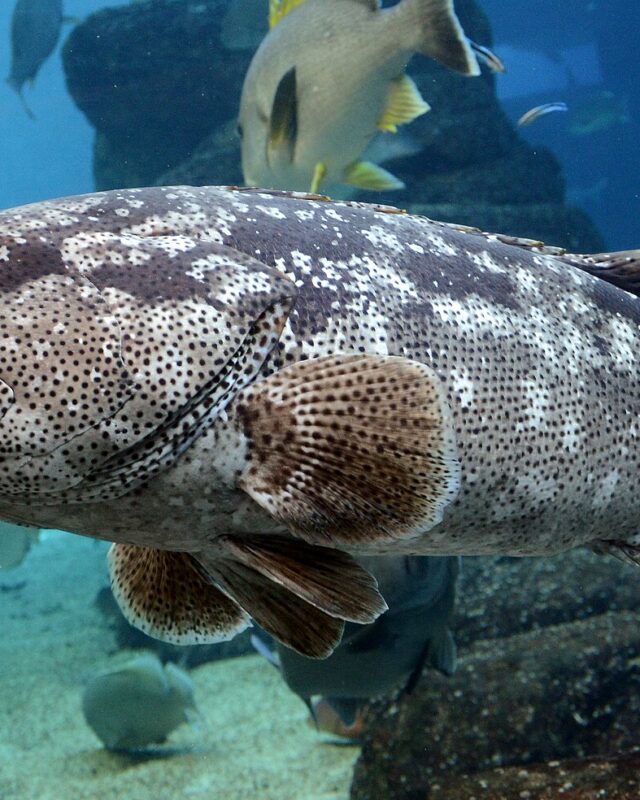 Malabar Grouper