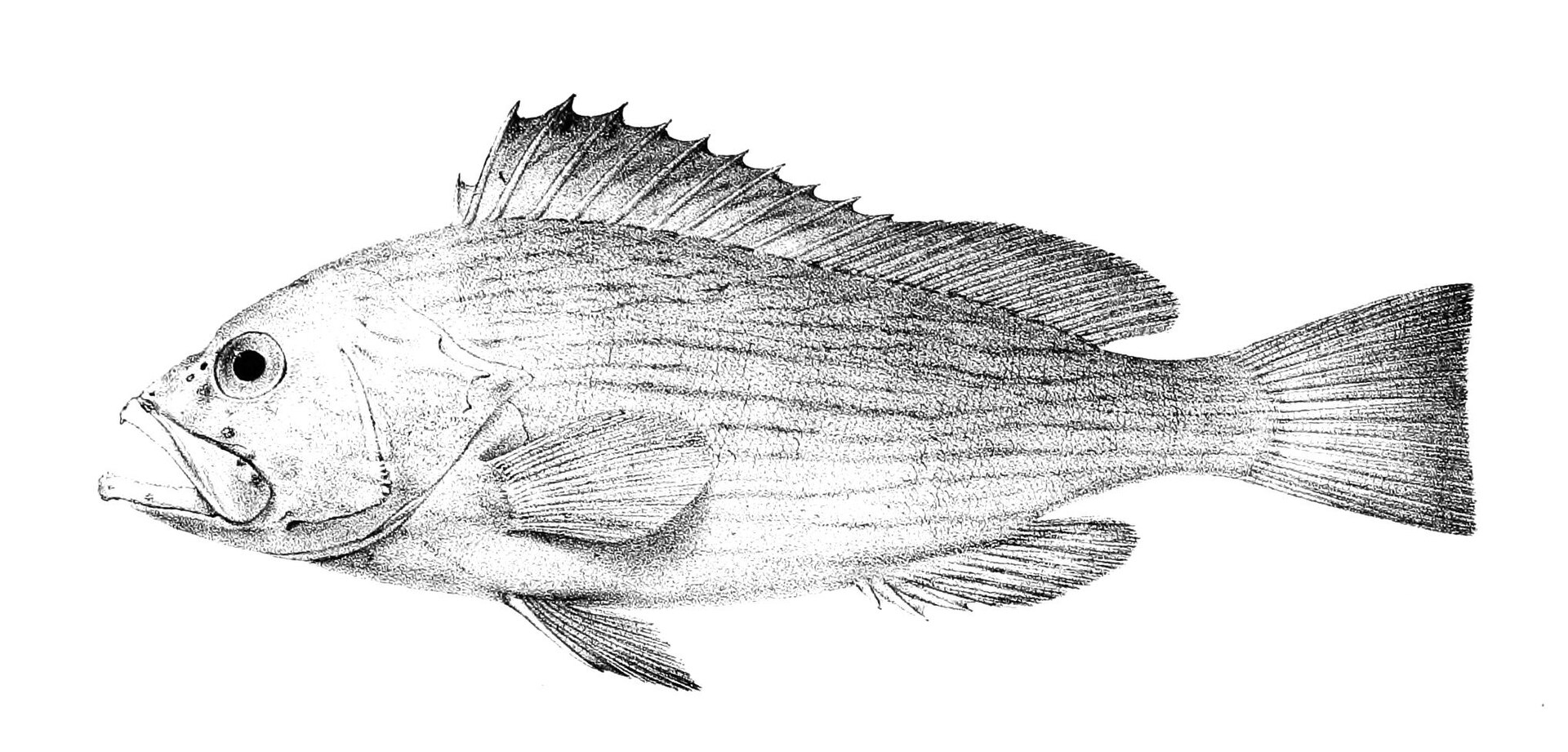 Wavy-Lined Grouper