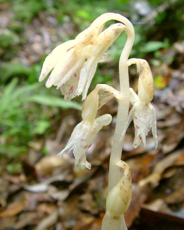 Rose Epipogium
