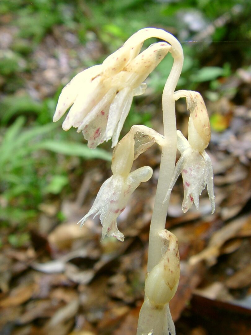 Rose Epipogium
