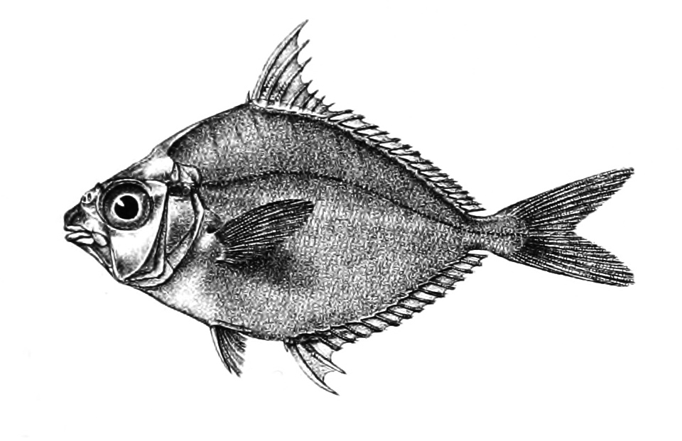 Dussumier’s Ponyfish