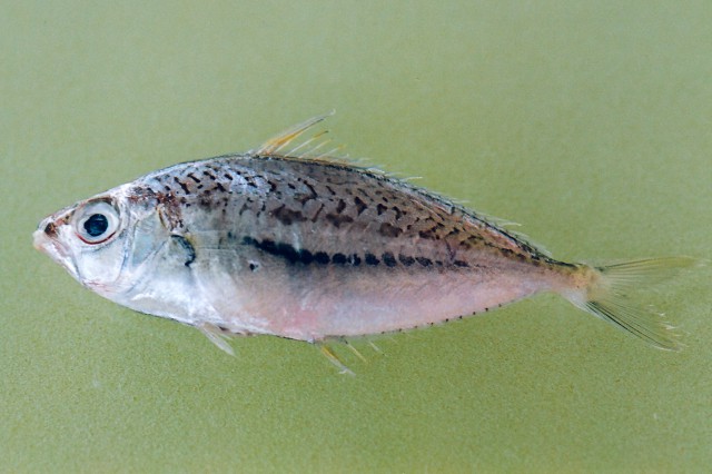 Elongate Ponyfish
