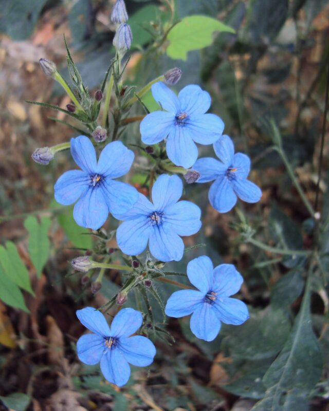 Konkan Eranthemum
