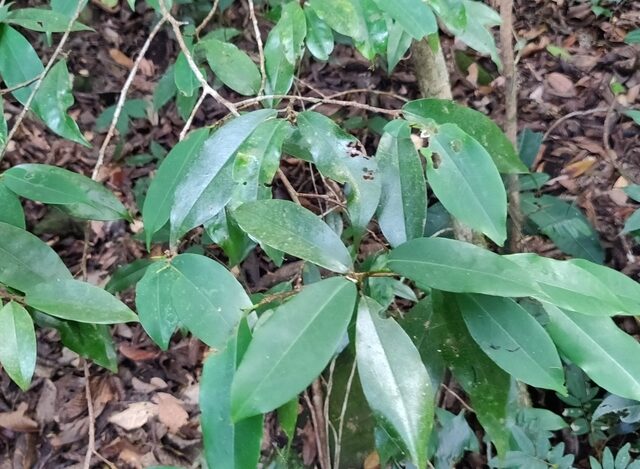 Erythroxylum moonii