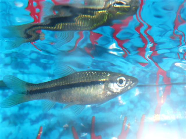 South Indian Flying Barb