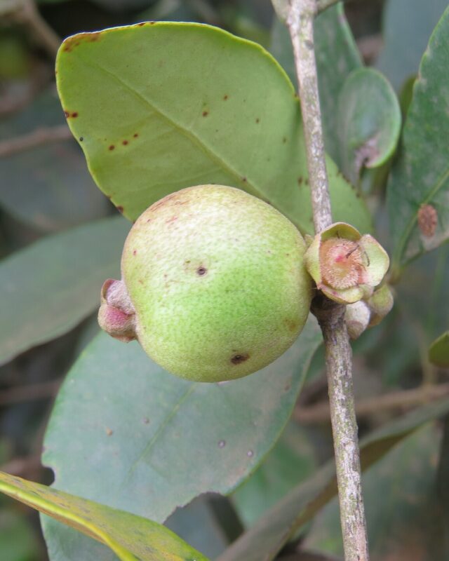 Eugenia codyensis