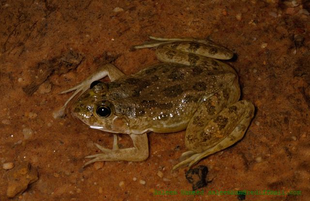 Common Skittering Frog