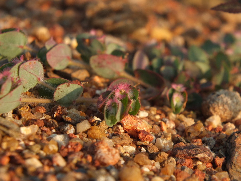 Euphorbia cristata