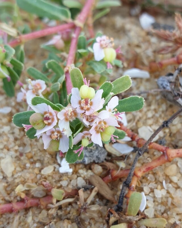 Euphorbia rosea