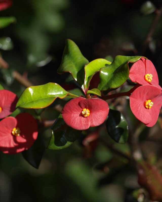Thornless Crown Of Thorns