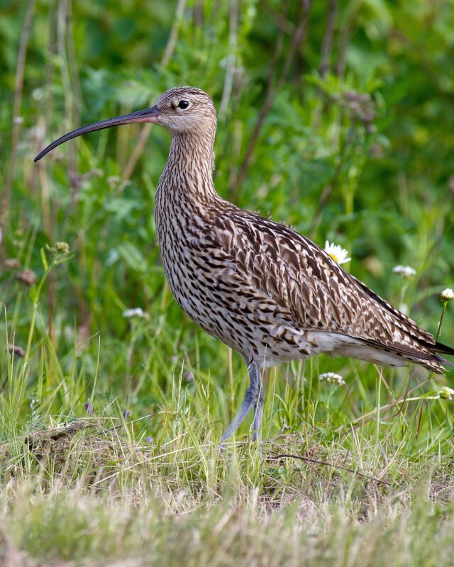 Eurasian Curlew