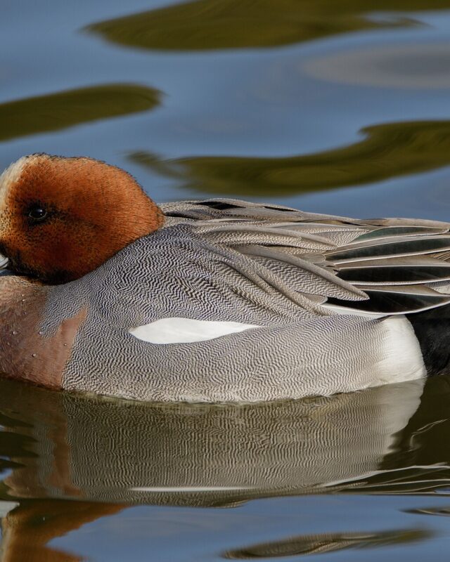 Eurasian Wigeon