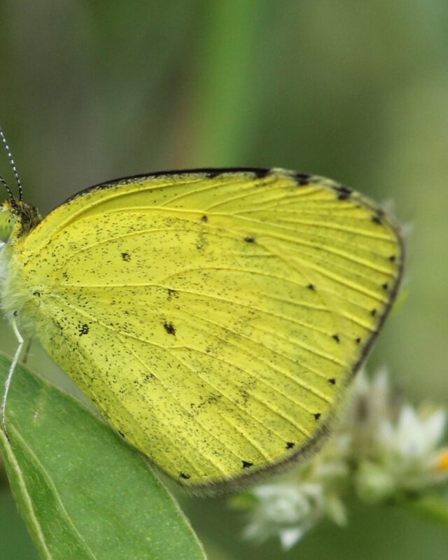 No-Brand Grass-Yellow