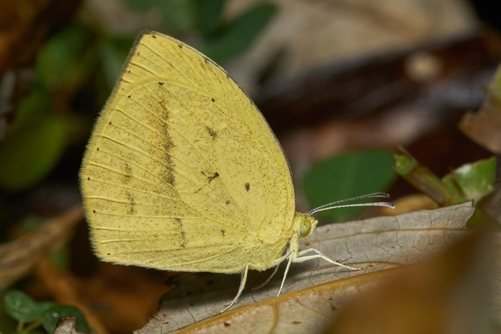 Spotless Grass Yellow