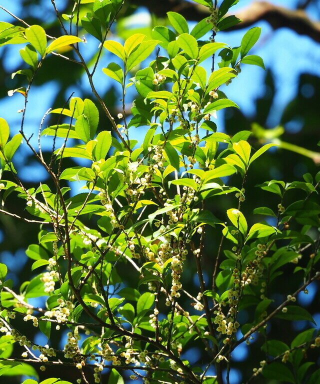 Eurya chinensis
