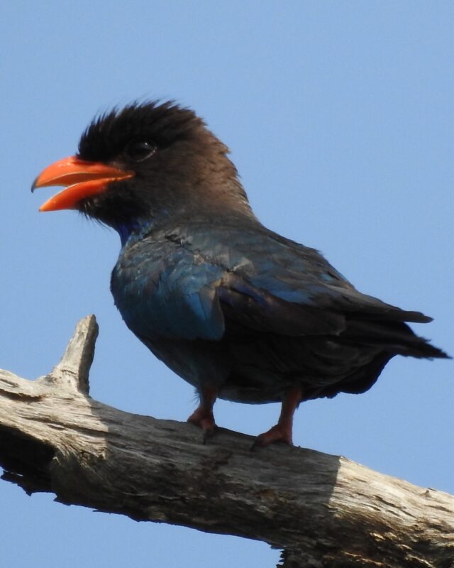 Dollarbird