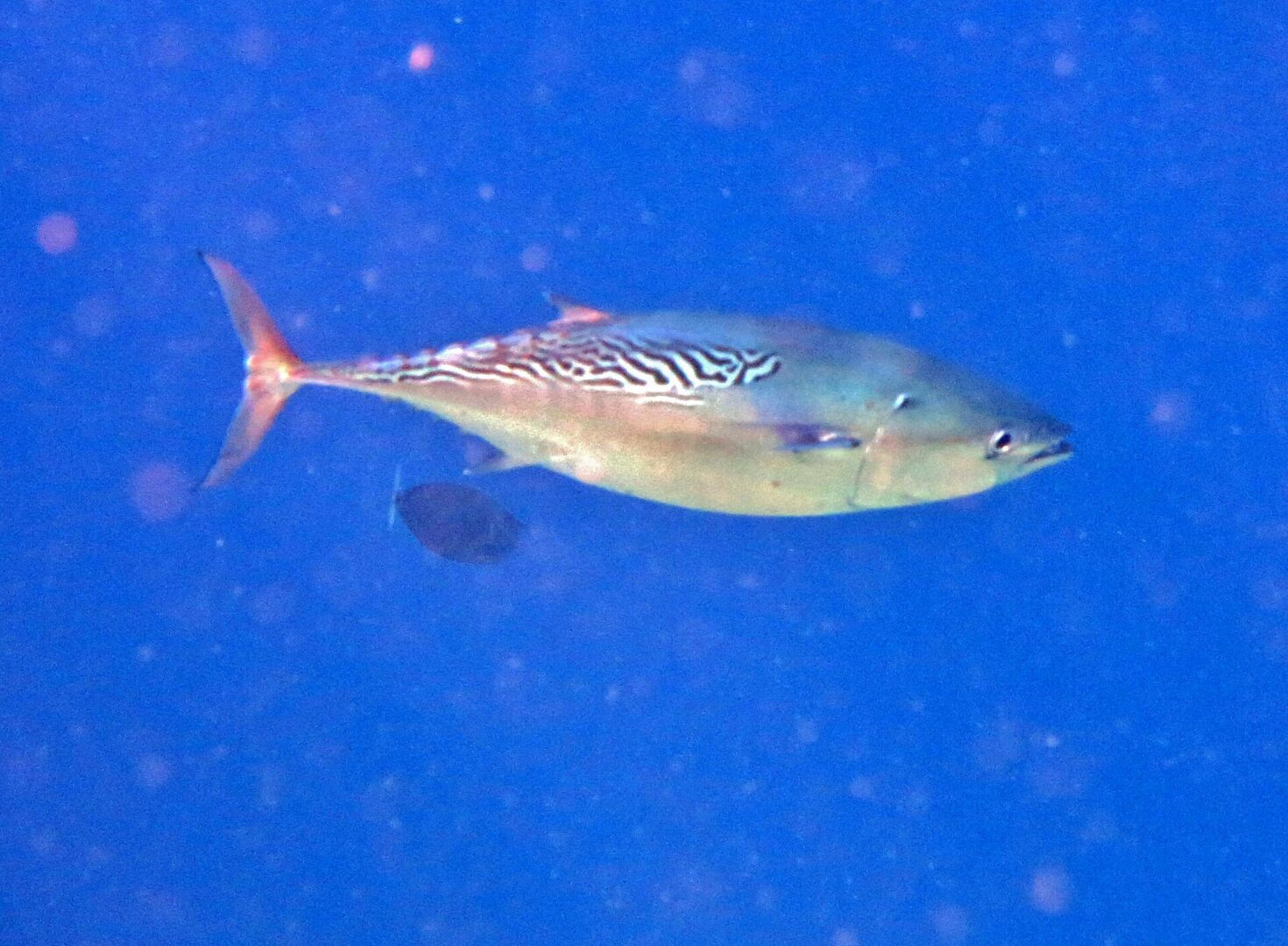 Mackerel Tuna