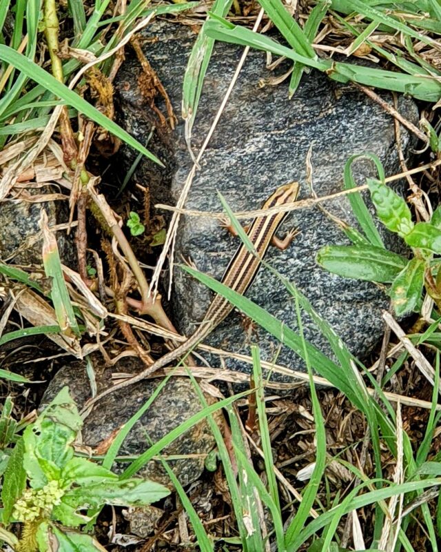 Bibron’s Skink
