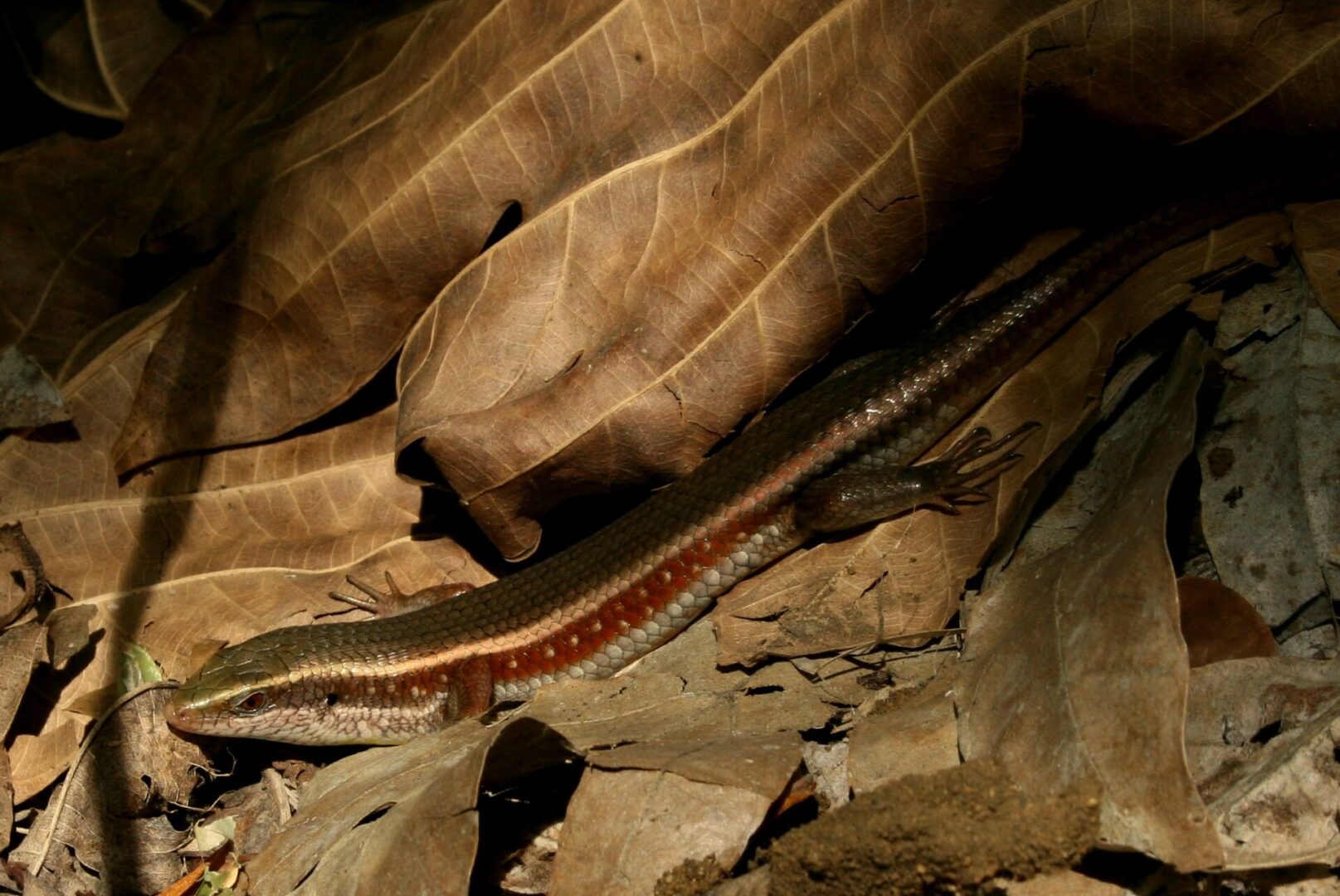 Hambegamuwa Sun Skink