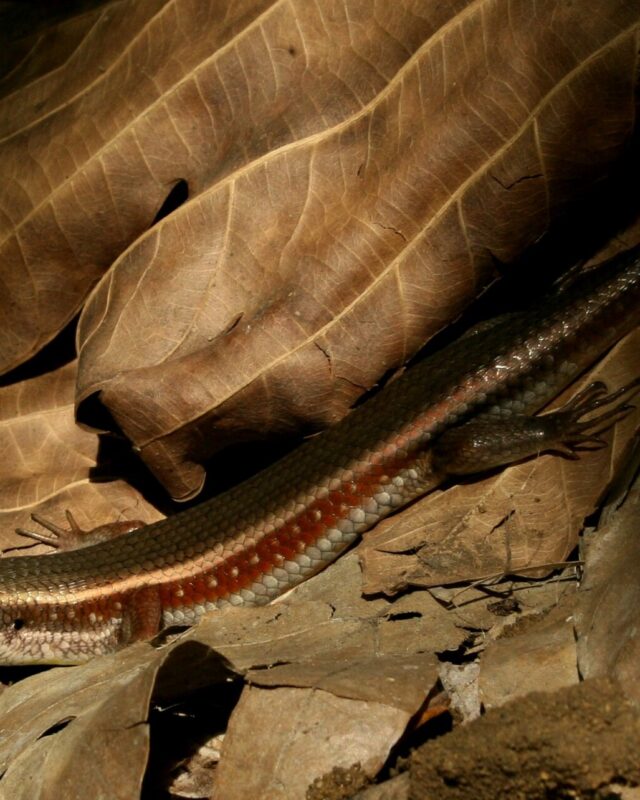 Hambegamuwa Sun Skink