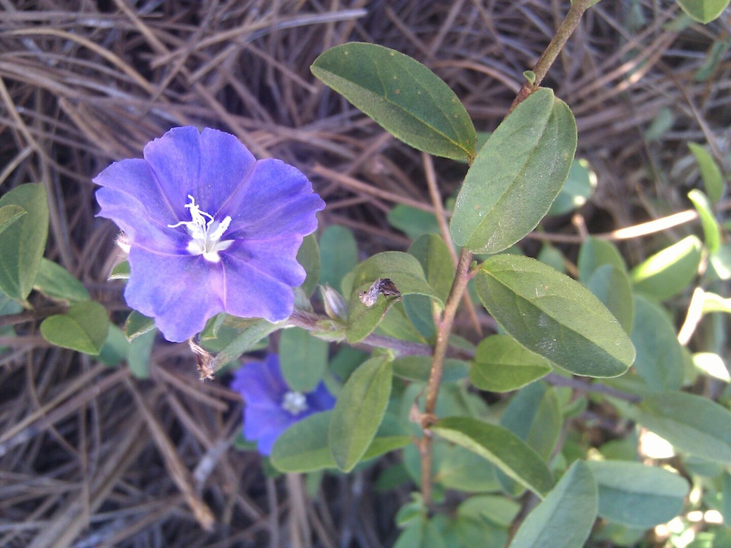 Blue Daze