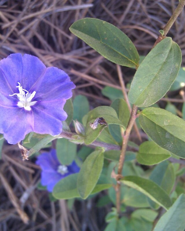 Blue Daze