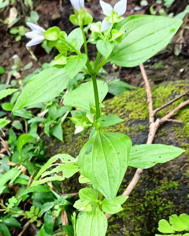 Exacum petiolare