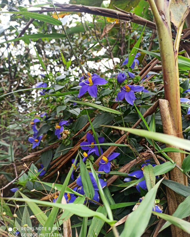 බිනර