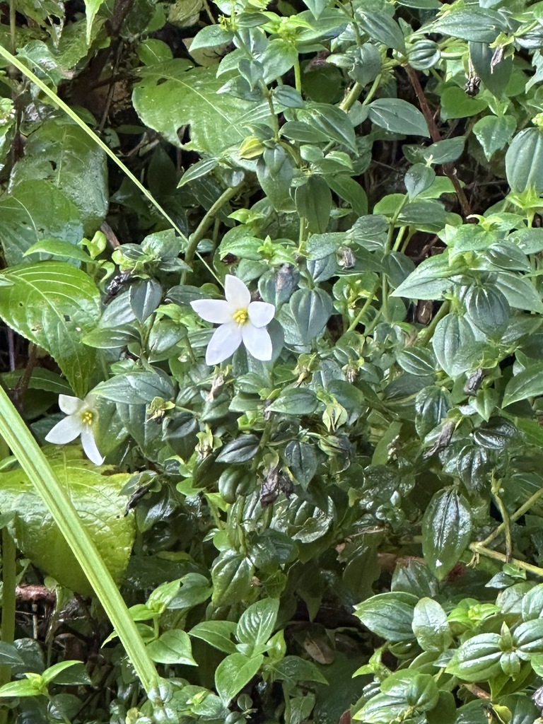 Exacum walkeri